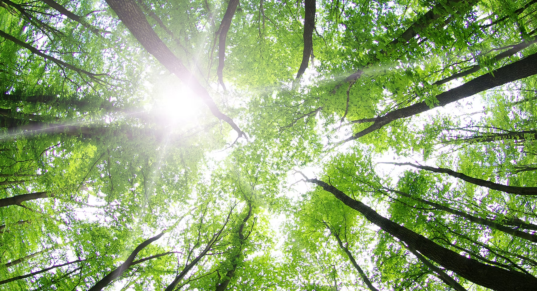 Forest Trees
